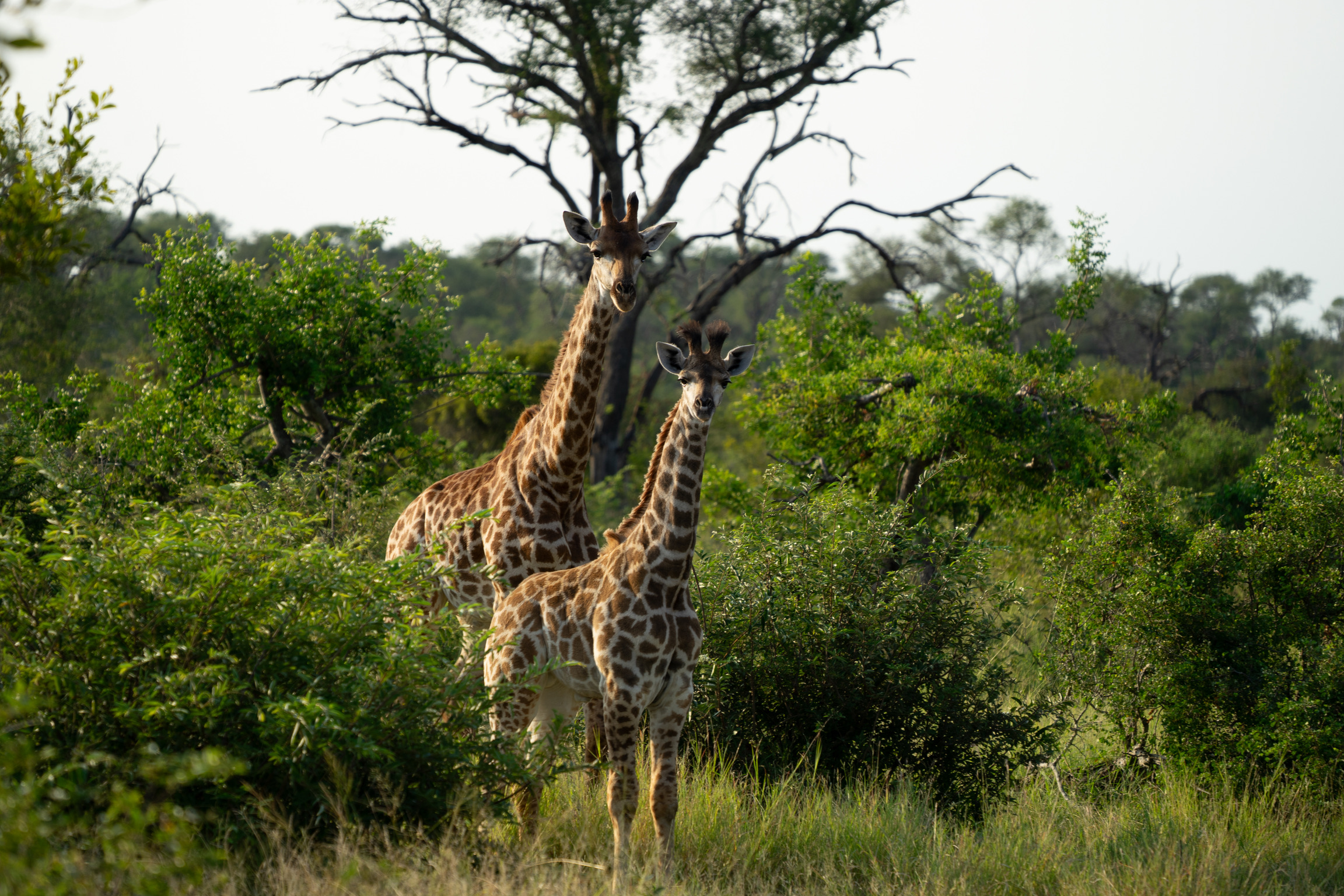 Zuid-Afrika: alles wat je moet weten voor je rondreis